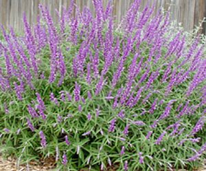 Beautiful spirit of La Mesa