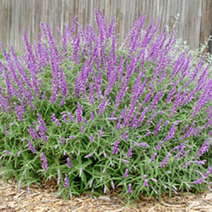 Beautiful spirit of La Mesa