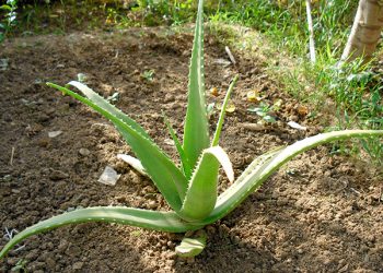Dead center in the old red-light district