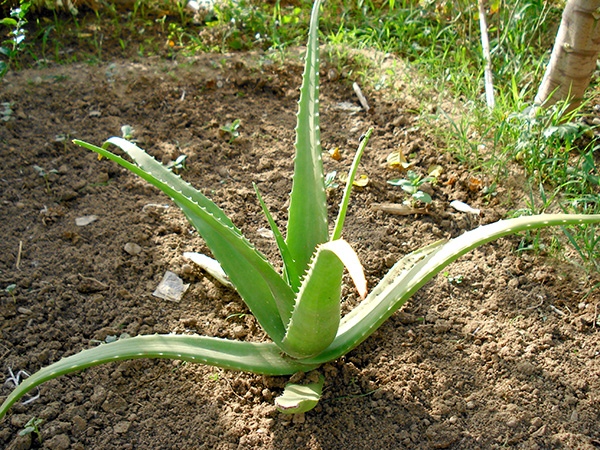 Summer gardens offer more than food and beauty