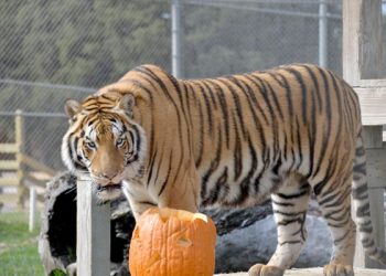 Protecting our local environment