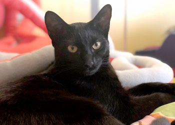 Pick one and achieve a financial goal in 2019