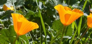 Navajo Canyon Republican Women plan evening meeting with ‘Politichicks’ co-founder