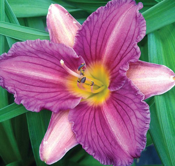 Daylilies deliver