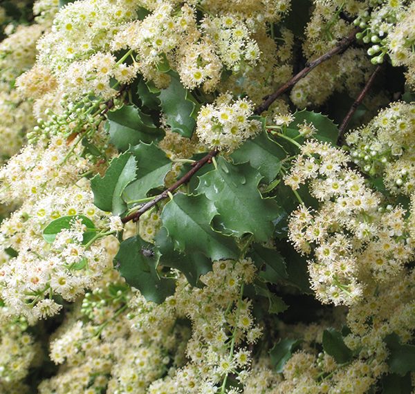 Spectacular blooms at Mission Trails Regional Park
