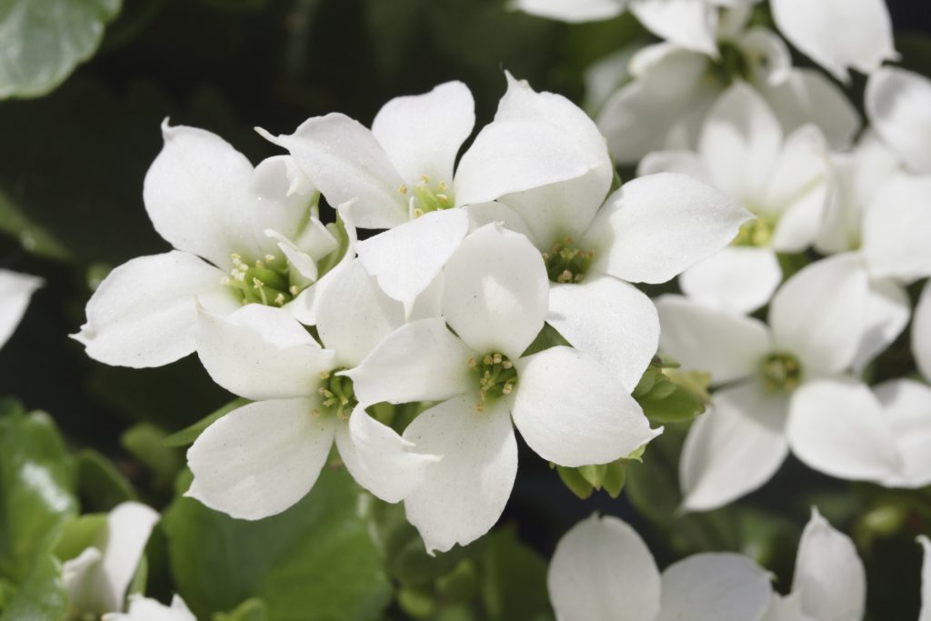 Holiday floral décor