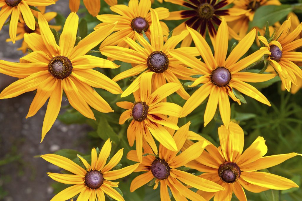 Linda Vista Library Events: April 8 – May 12, 2016