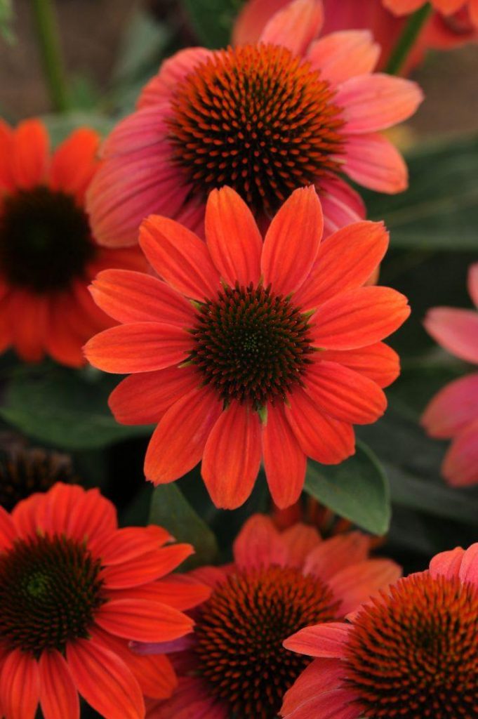 Summer’s top 10 garden flowers