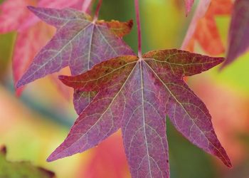 Comedy insanity, Mel Brooks style