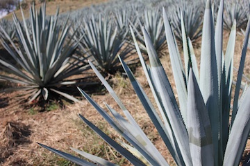 Enrich your tequila experience before you buy