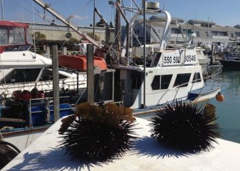 Priscilla, the queen