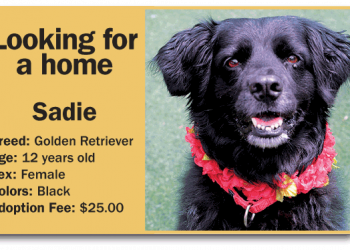 Speaker In Reverse to hold demo release party at Tin Can