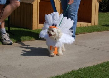 Ott finds home going solo Friday nights at Gallagher’s in OB