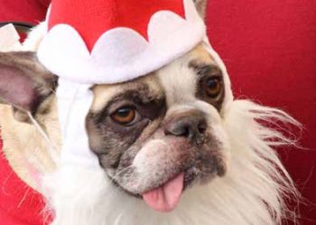 Special event Trolley service in play for Poinsettia Bowl