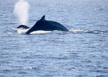 Vietnamese sensation