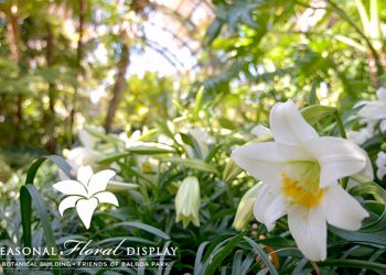 A guide to the perfect Valentine’s Day in Little Italy