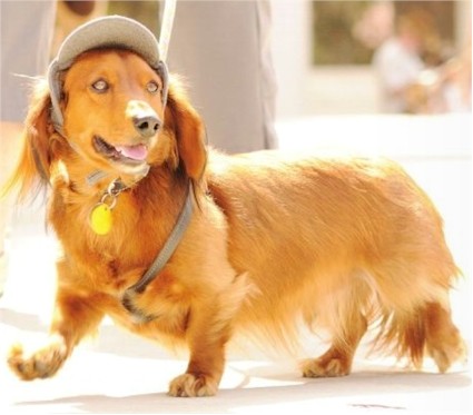 Tails of the City: "Bark"s and Recreation