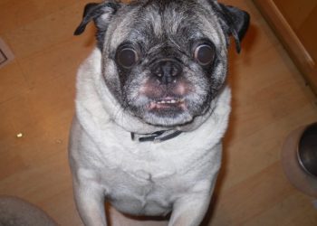 The Wellington steaks its claim on ‘restaurant row’