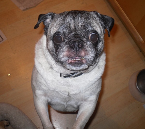 Pug Rescue only a mother could love?