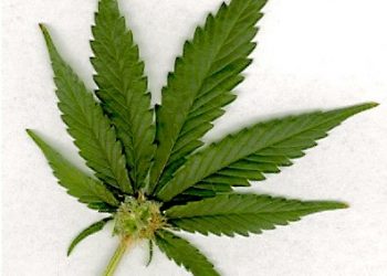 County Supervisor candidate Whitburn makes “no gifts” pledge