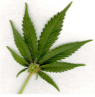 Council to hear marijuana task force recommendations