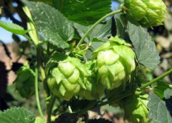 Double shots and laptops