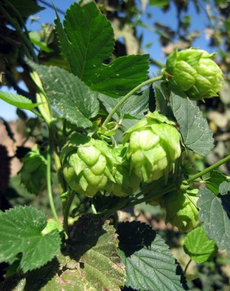 Hoptown Girl: Falling for fresh hop beers