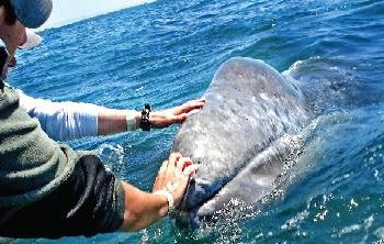 SOHO holds public meetings on Cabrillo Bridge proposal