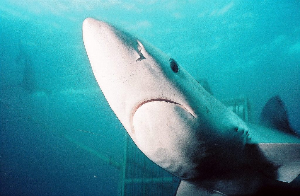 Glimpses of San Diego’s underwater wilderness