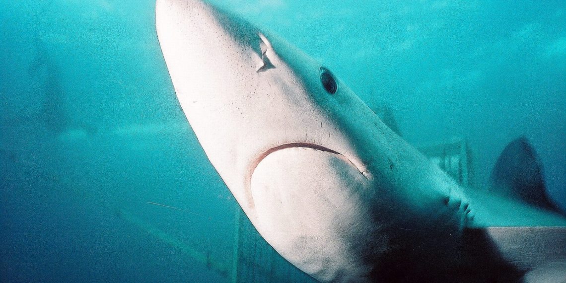 Glimpses of San Diego’s underwater wilderness