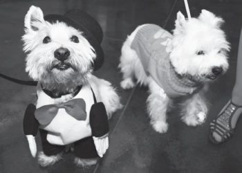 Quince St. Bridge Re-opening postponed