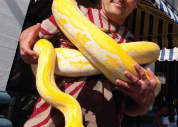 Exploring a Glass Jungle