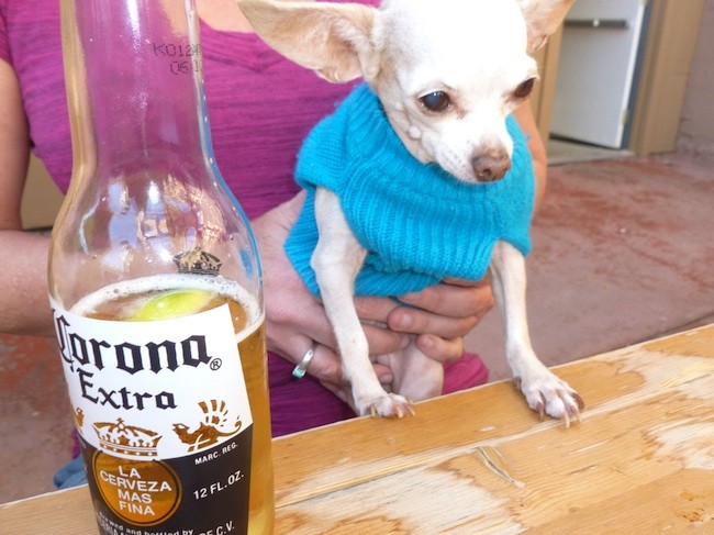 Drinking with man’s best friend