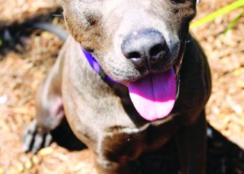 Normal Heights nonprofit gets regional recognition