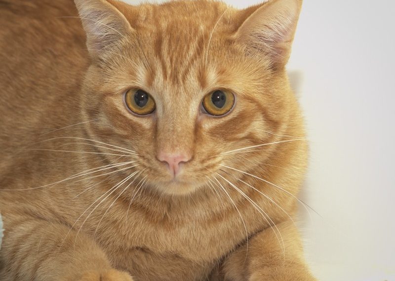 Pet of the month: Dibbs