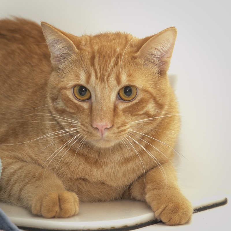 Pet of the month: Dibbs