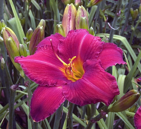 Daylilies deliver