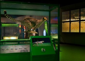 Master drummer Terry Bozzio at Dizzy’s on Oct. 26