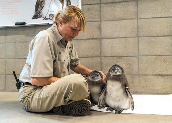 San Diego Junior Theatre parent accuses city attorney of misconduct