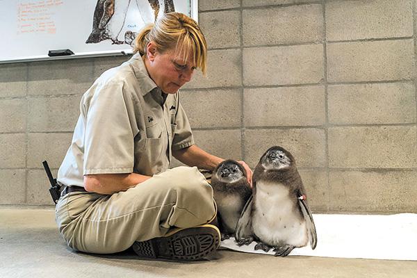 African penguin colony produces its first chicks