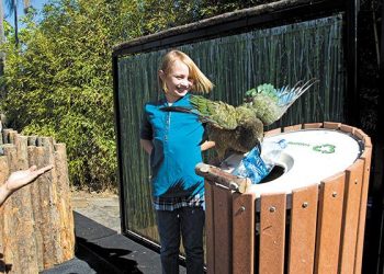 June featured artists: The San Diego Drawing Guild