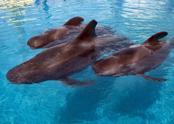 Rescued whales Ace, Ava, and Piper join Argo at San Diego marine park