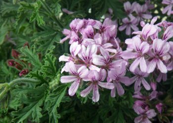 ‘Surf sisters’ unite to showcase entrepreneurial spirit at Surf’s Pup & Friends