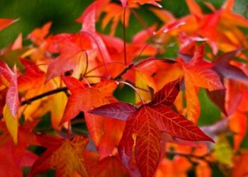 Plenty of pink will walk through Pacific and Mission beaches during Susan G. Komen’s 3-Day event