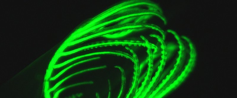 Scripps scientists move in on secrets behind animals' natural glow