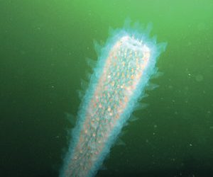 Special woman left behind a special home