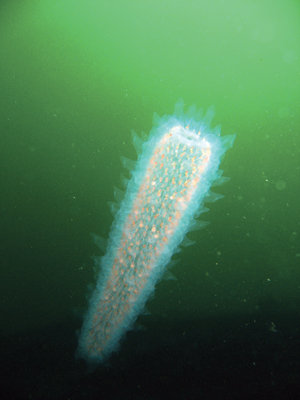 Light show: Pyrotechnic pyrosomes are, like, totally tubular
