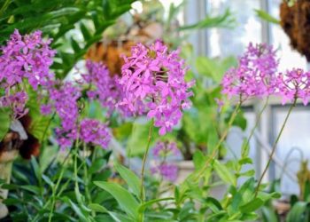 Annual Classic Longboard Surfing Contest set for Sept. 14 in Pacific Beach
