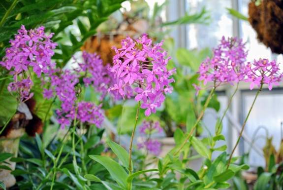 From My Garden: Easy to grow Epidendrum orchids