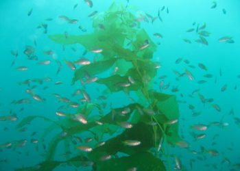 ‘Waveriders’ details classic surf era; ‘Woody’ Ekstrom fondly describes what surfing was like way back then